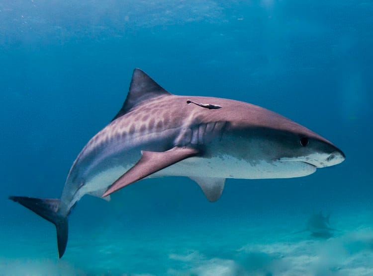 En Kanaky-Nouvelle Calédonie, une attaque mortelle de requins relance le débat sur l’abattage